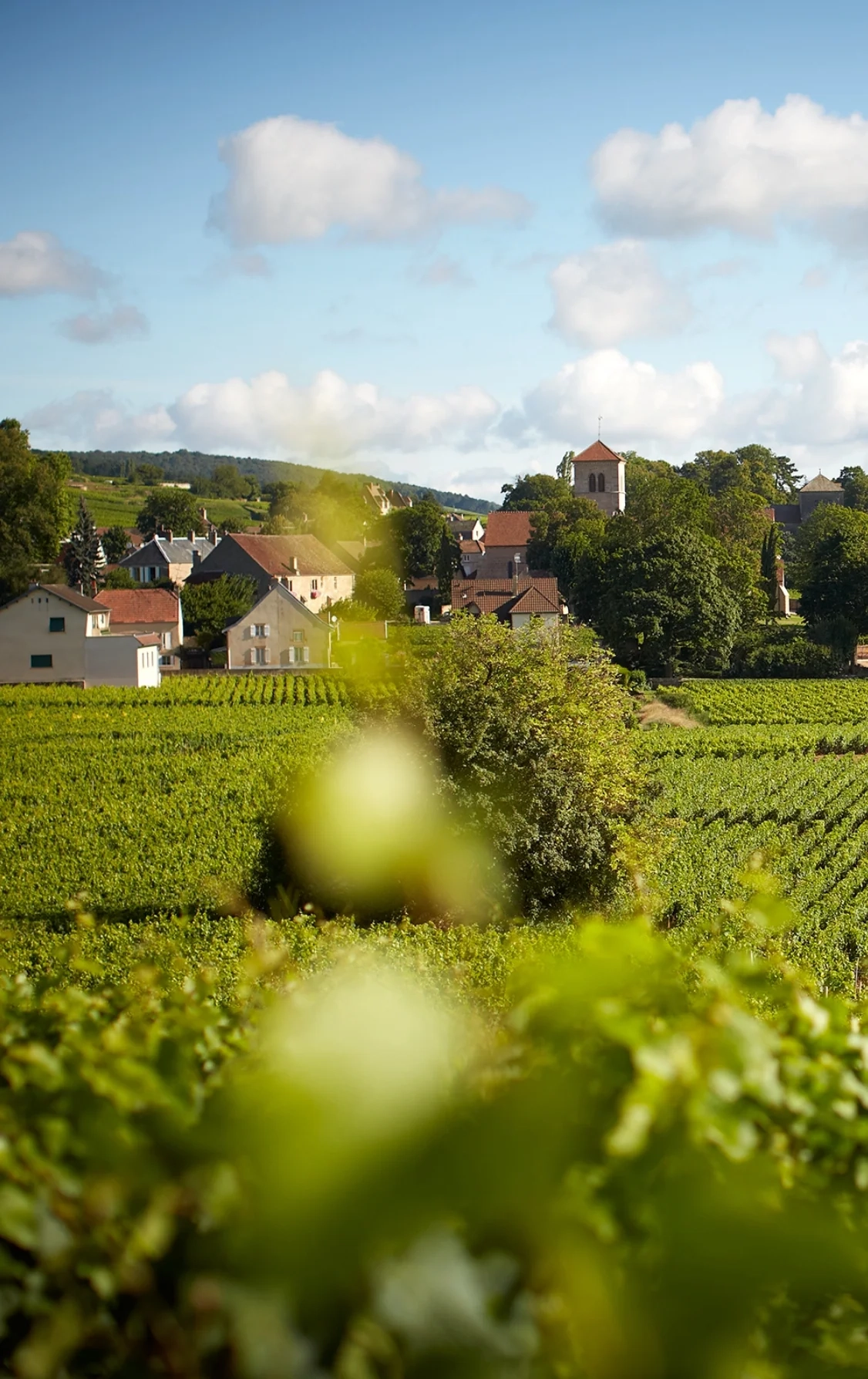 Nestled in the heart
Of the old village
Of Gevrey-Chambertin